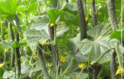 种植黄瓜使用喜锐施水溶肥的效果