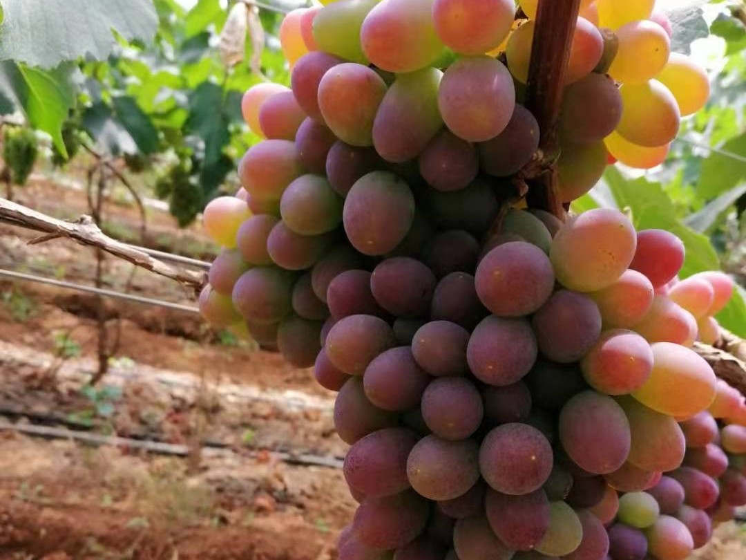 种植葡萄使用喜锐施水溶肥效果好、产量高