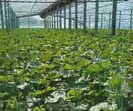 黄瓜使用稼乐夫水溶肥长势好