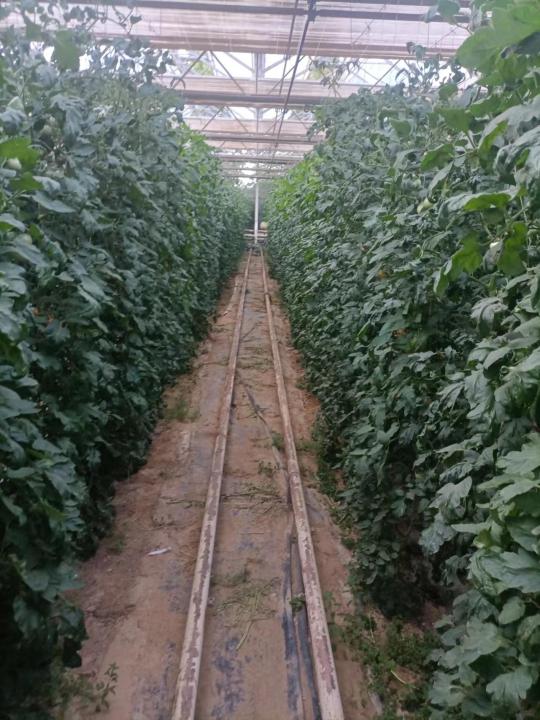 西红柿使用喜锐施水溶肥种植的效果