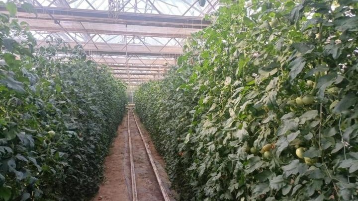 越夏西红柿的高产管理方法！