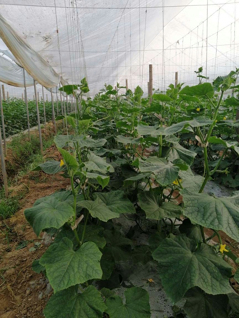 黄瓜整枝后施用微生物菌剂的效果