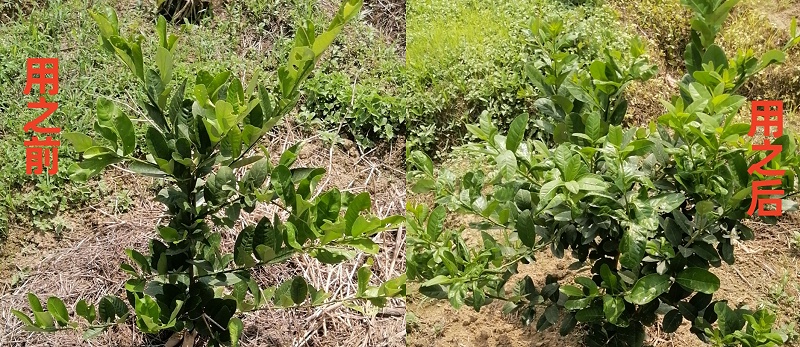 柠檬使用稼乐夫水溶肥长势好