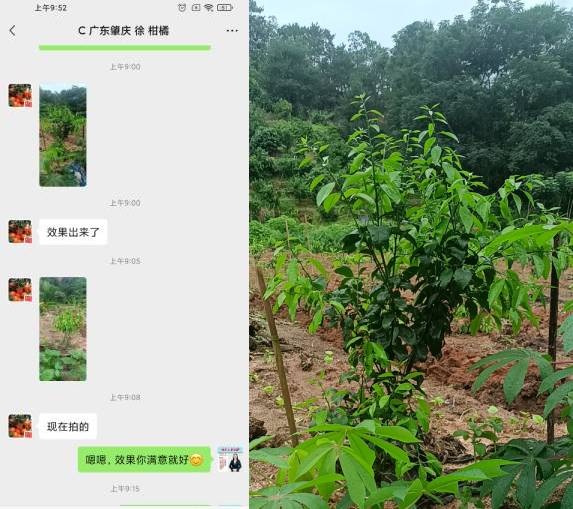徐大哥使用喜锐施水溶肥说效果好
