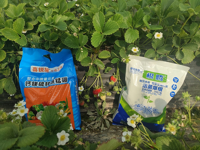 草莓使用喜锐施水溶肥长势好