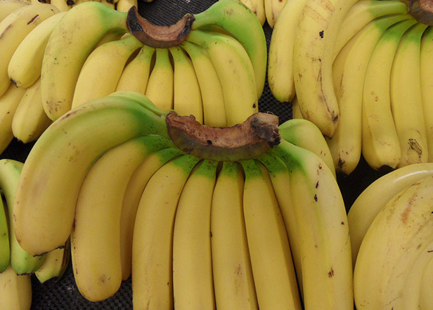 如何减轻寒​害对香蕉的影响？