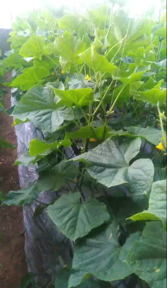 种植黄瓜使用喜锐施叶面肥的效果