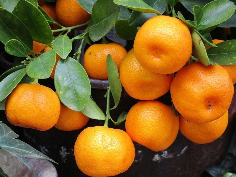 砂糖橘使用喜锐施溶肥长势好