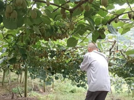 王大哥用喜锐施叶面肥种植的猕猴桃效果