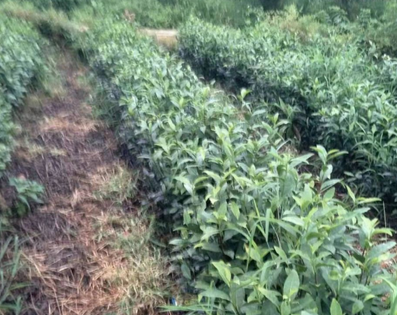 茶叶使用喜锐施水溶肥长势好