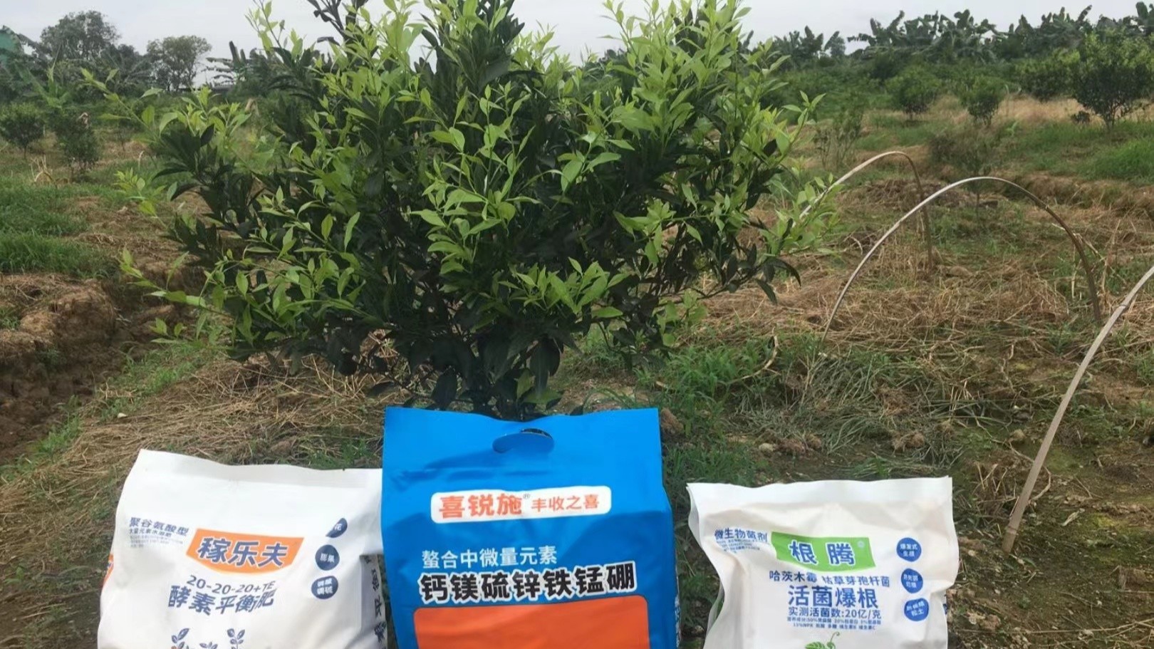 为什么选择水溶肥？