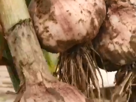 种植大蒜施​肥浇水时间和方法