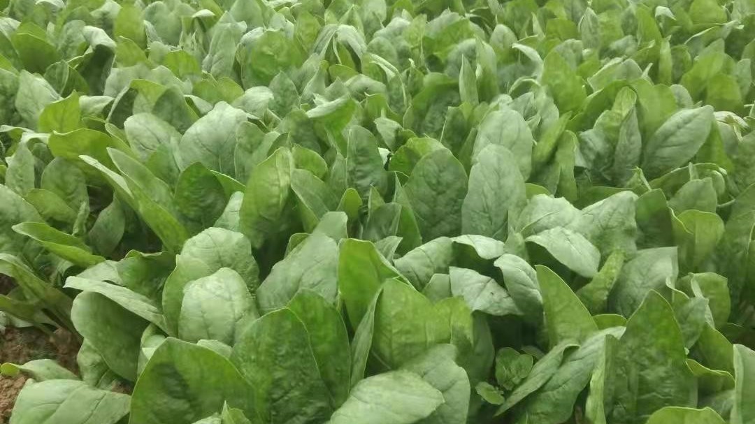如何提高生物肥料利用率？