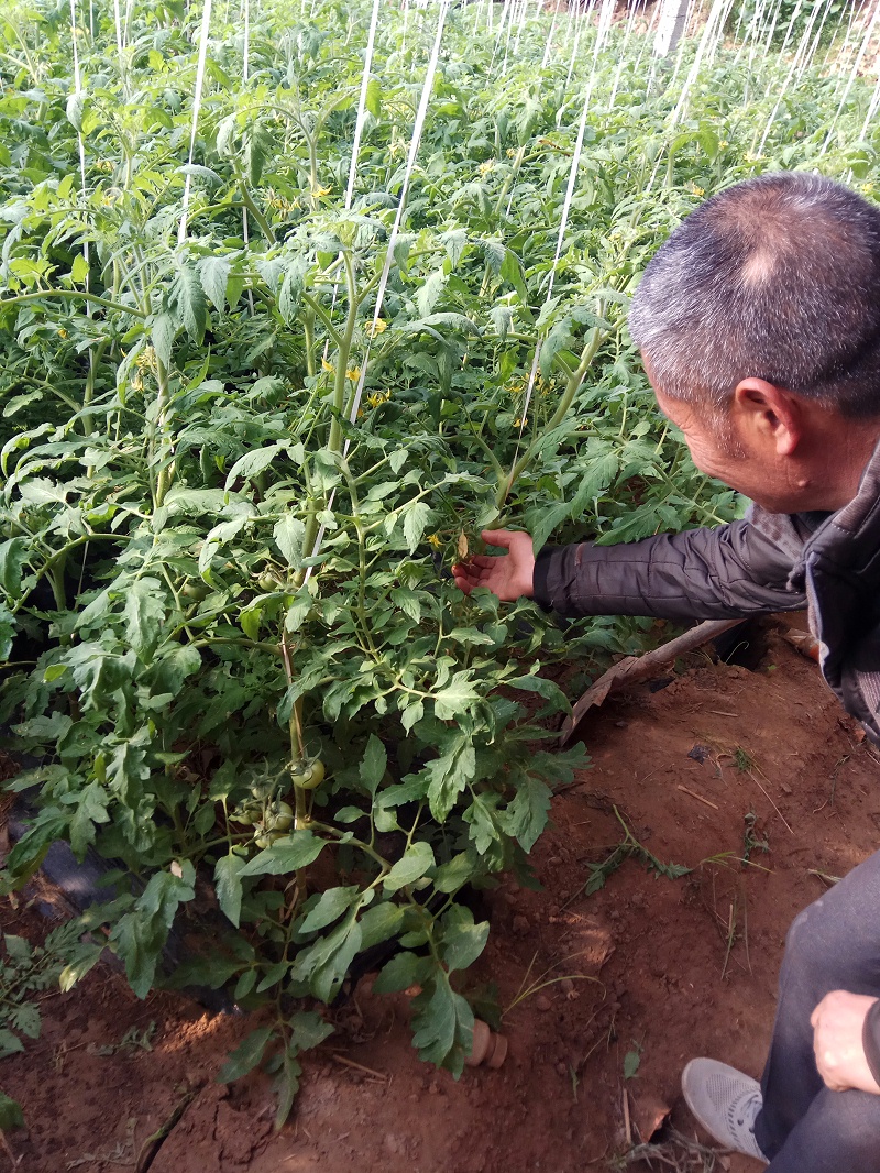 使用喜锐施叶面肥番茄长势好