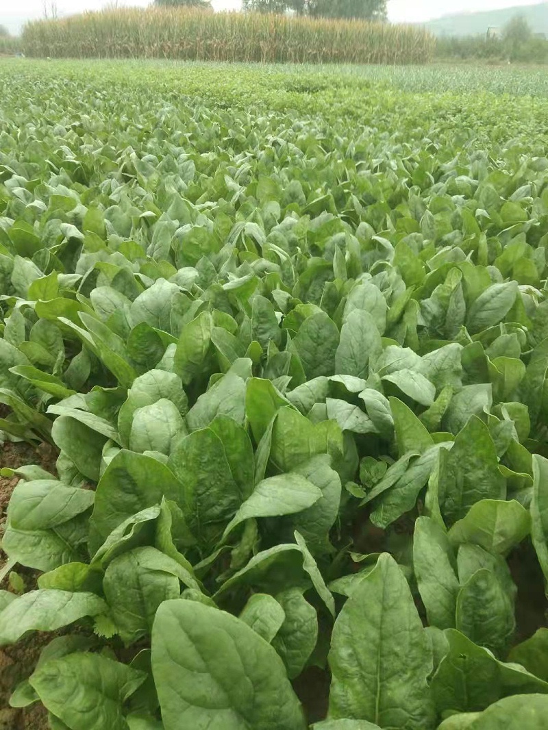 菠菜使用 喜锐施叶面肥效果