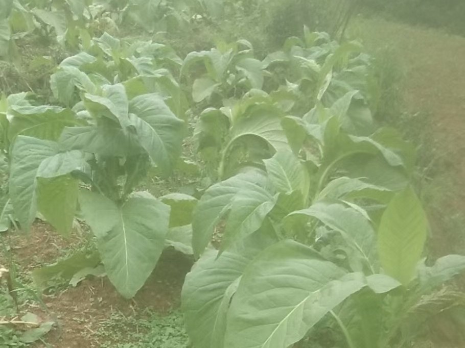 种植烟草用什么肥？看贵州刘大哥怎么说！
