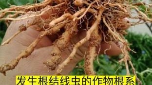 发生根结线虫的作物根系 (1)