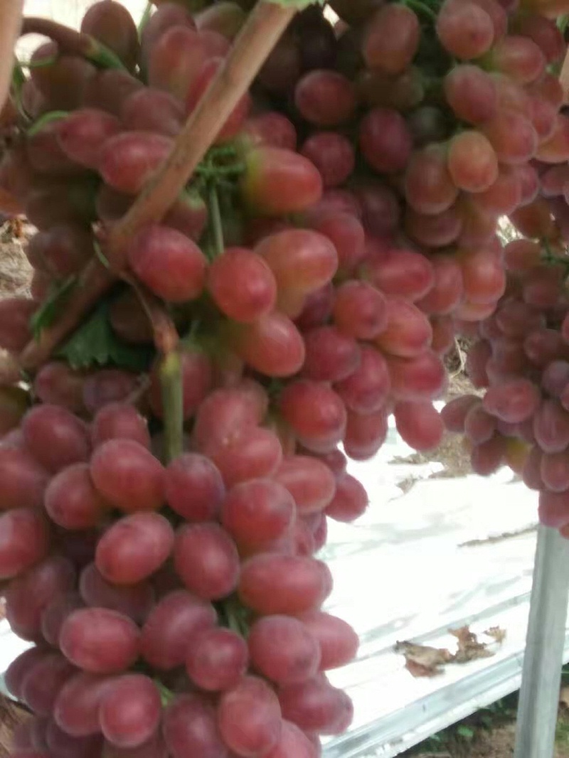 种植葡萄使用喜锐施结果多又大