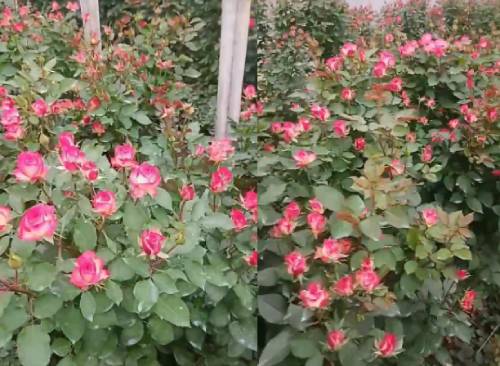 种植玫瑰花怎么施肥长势好？