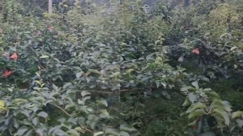 黄精如何种植？黄精的高产种植技术！