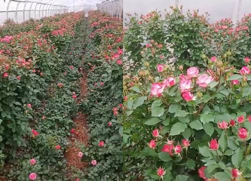 侯大哥使用喜锐施水溶肥种植的玫瑰花效果