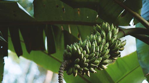 芭蕉种植与栽培技术！芭蕉如何用肥？