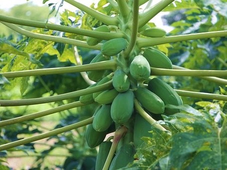 木瓜种植方法和管理技术！
