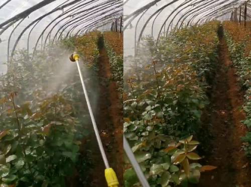 使用喜锐施微生物菌剂效果好
