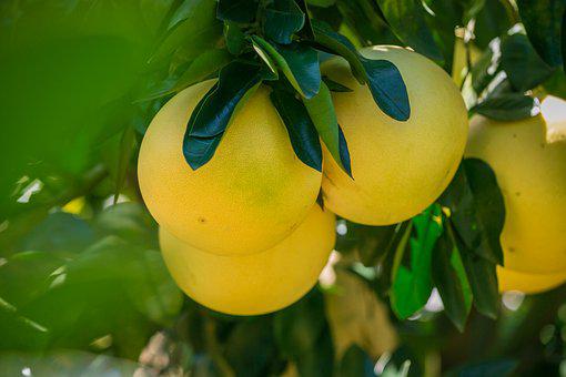 种植西柚使用喜锐施叶面肥的效果