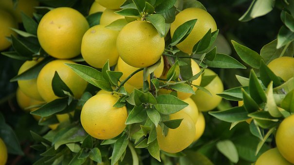 种植葡萄柚使用喜锐施叶面肥效果