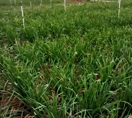 韭菜使用喜锐施叶面肥长势好