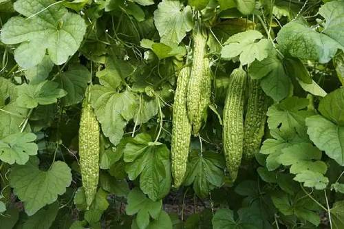 种植苦瓜使用稼乐夫水溶肥结瓜多、外观好