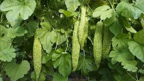 冬季蔬菜高产技巧