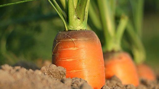 如何防治胡萝卜细菌性软腐病？