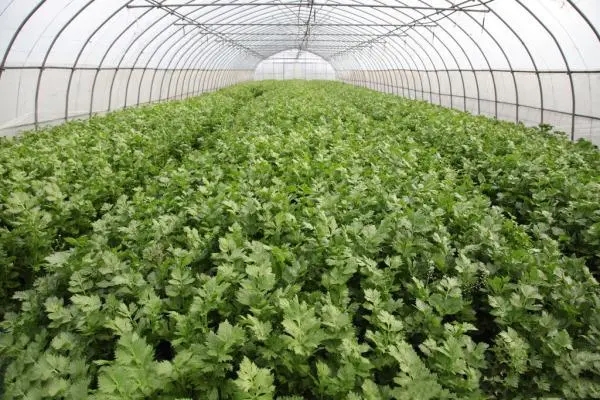 芹菜使用稼乐夫水溶肥长势好