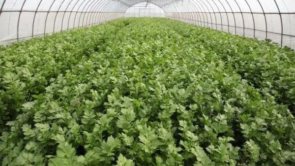 芹菜​施肥要注意什么？
