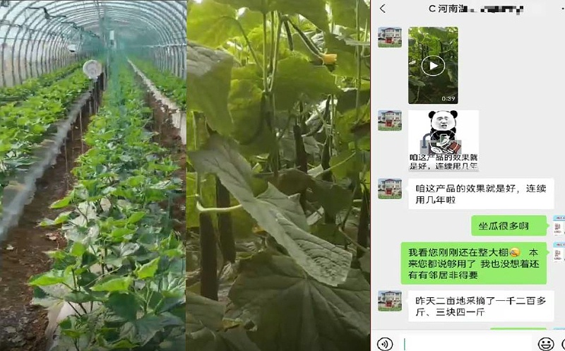 种植黄瓜使用喜锐施后的效果