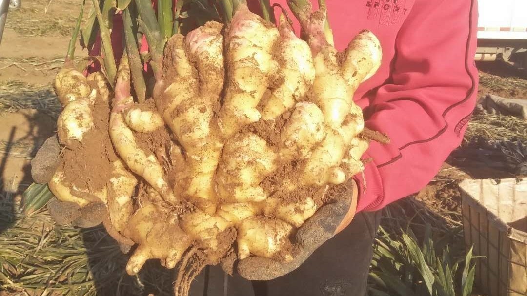 如何防治大姜根结线虫？
