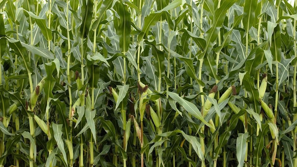 种植玉米施用喜锐施叶面肥的效果