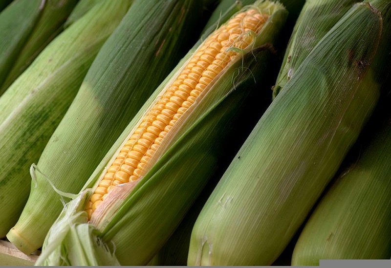 玉米，喜锐施叶面肥