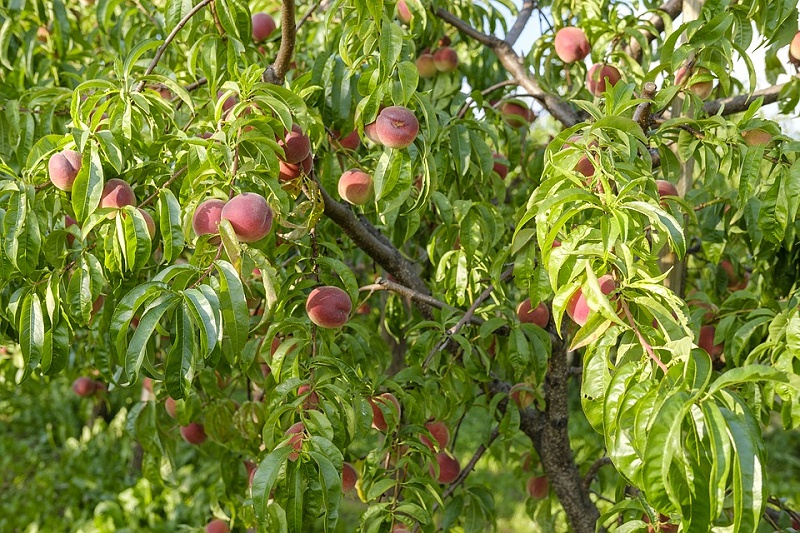 桃树使用喜锐施水溶肥效果