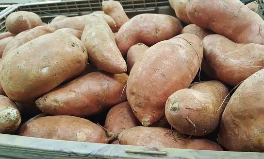 种植红薯使用喜锐施水溶肥的效果