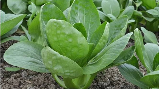 冬季大棚蔬菜如何用药？
