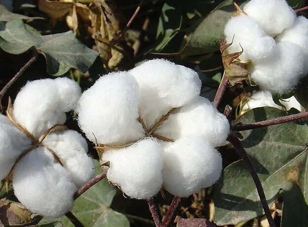 棉花使用喜锐施水溶肥