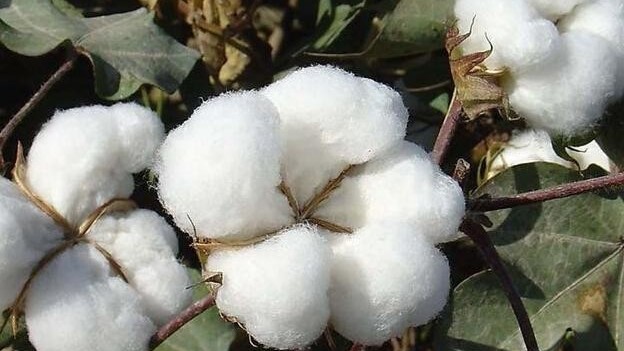 棉花蕾铃脱​落如何防治？