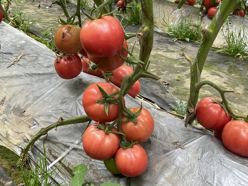 西红柿使用喜锐施水溶肥长势好
