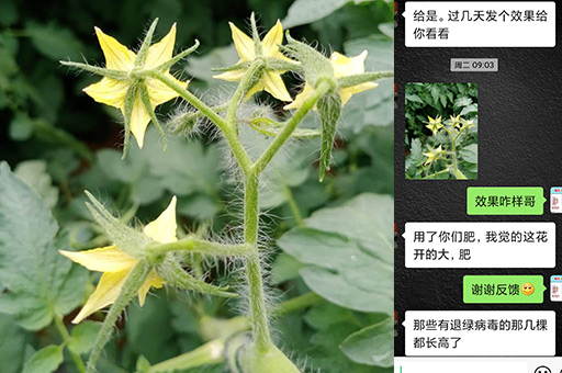 番茄花期使用喜锐施水溶肥
