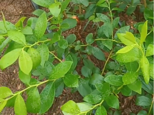 水溶肥厂家：蓝​莓定植后怎么管理？
