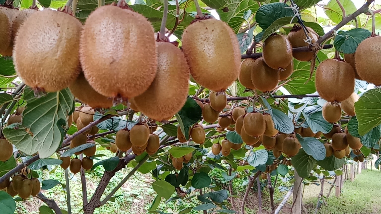 含腐植酸水溶肥是​什么肥料？怎么使用？