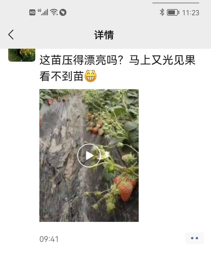 喜锐施水溶肥在草莓上的使用效果
